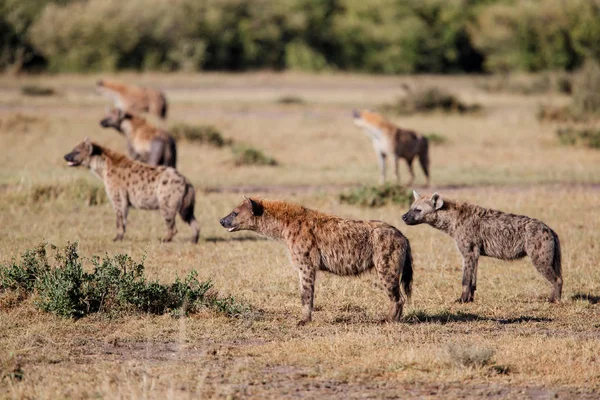 Hyena Pada Misi Untuk Mengambil Alih Bangkai Dari Singa Masai Stok Gambar