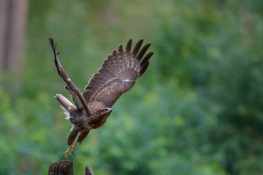 Hollanda 'da ormanda uçan akbaba, buteo buteo