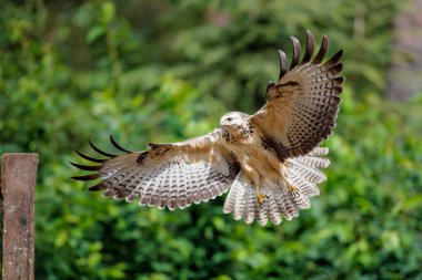 Hollanda 'da ormanda uçan akbaba, buteo buteo