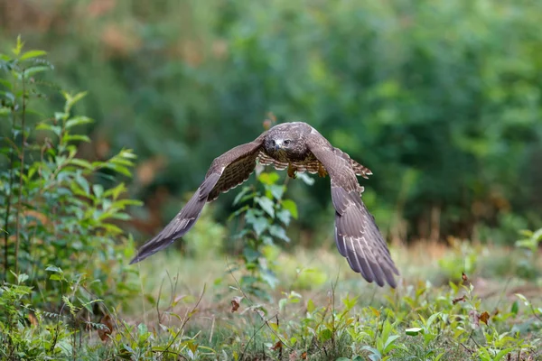 Vanlig Vråk Buteobricka Som Flyger Skogen Nederländerna — Stockfoto