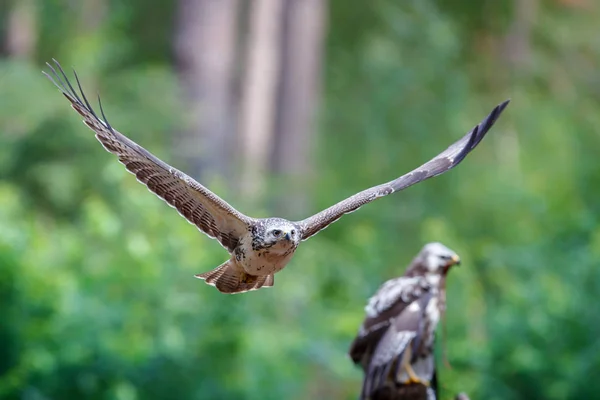 Mäusebussard Buteo Buteo Fliegt Wald Den Niederlanden — Stockfoto
