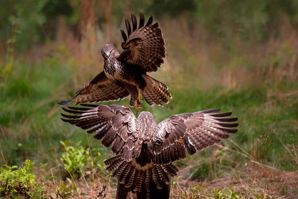 Buitre Común Buteo Buteo Ataque Bosque Los Países Bajos — Foto de Stock