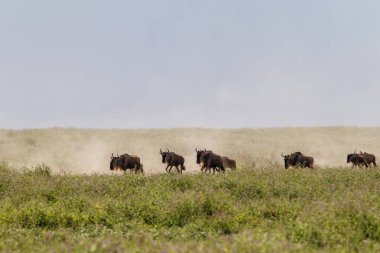 Mayıs ayında Serengeti Milli Parkı'nda büyük göç sırasında Antilop ve zebra - ıslak ve yeşil sezon- Tanzanya