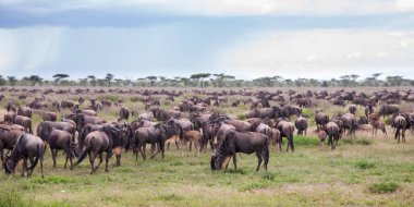 Mayıs ayında Serengeti Milli Parkı'nda büyük göç sırasında Antilop ve zebra - ıslak ve yeşil sezon- Tanzanya