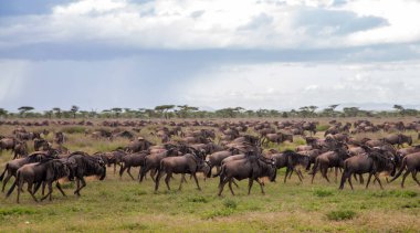 Mayıs ayında Serengeti Milli Parkı'nda büyük göç sırasında Antilop ve zebra - ıslak ve yeşil sezon- Tanzanya