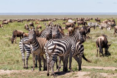 Mayıs ayında Serengeti Milli Parkı'nda büyük göç sırasında Antilop ve zebra - ıslak ve yeşil sezon- Tanzanya