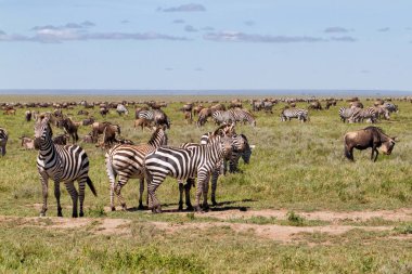 Mayıs ayında Serengeti Milli Parkı'nda büyük göç sırasında Antilop ve zebra - ıslak ve yeşil sezon- Tanzanya