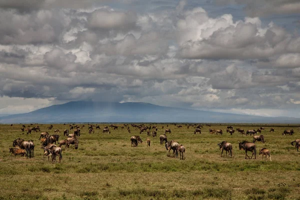 Wildebeest Dan Zebra Selama Migrasi Besar Taman Nasional Serengeti Pada — Stok Foto