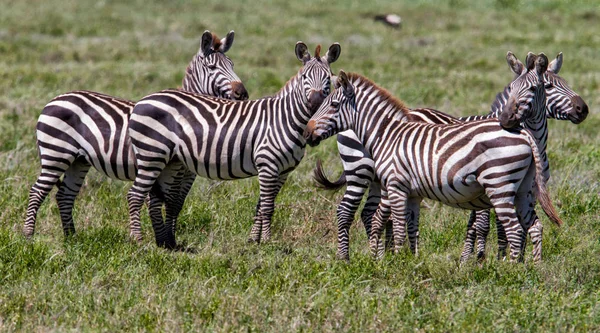 Gnous Zèbre Lors Grande Migration Dans Parc National Serengeti Mai — Photo