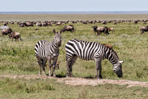 Wildebeest Dan Zebra Selama Migrasi Besar Taman Nasional Serengeti Pada — Stok Foto