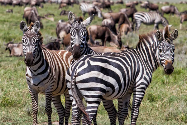 Gnous Zèbre Lors Grande Migration Dans Parc National Serengeti Mai — Photo
