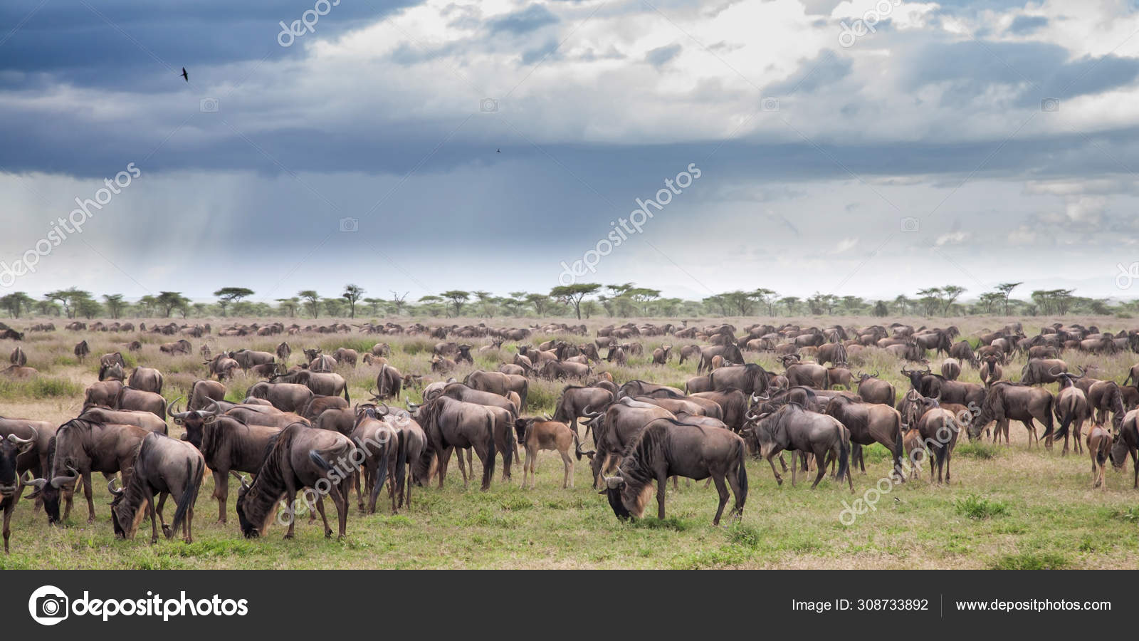 Zebra Wildebeest Gazelle Sale Discount www.dramatoolkit.co.uk