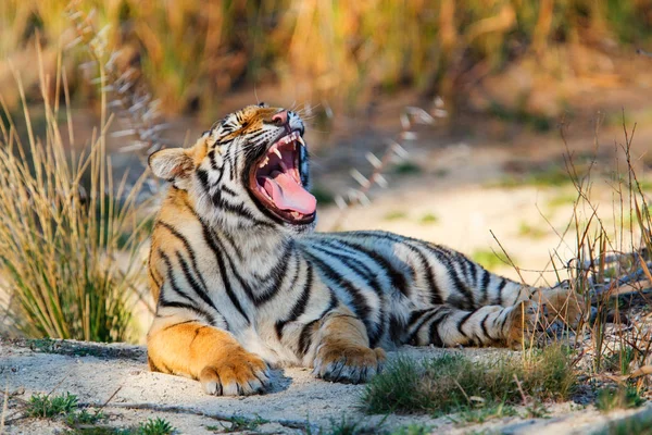 Tiger Cub Een Tiger Canyons Privé Wildreservaat Zuid Affrica — Stockfoto