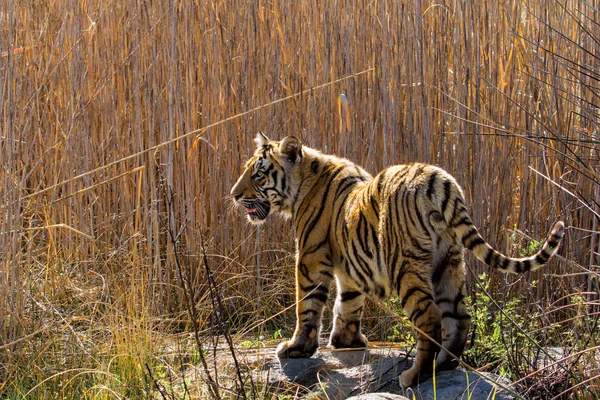 Tigerjunge Privatem Wildreservat South Affrica — Stockfoto