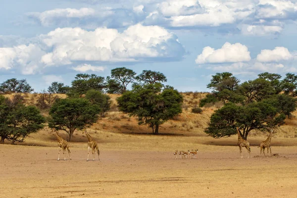 Жираф Ландшафт Хмарами Kgalagadi Transfrontier Парку Південній Африці — стокове фото