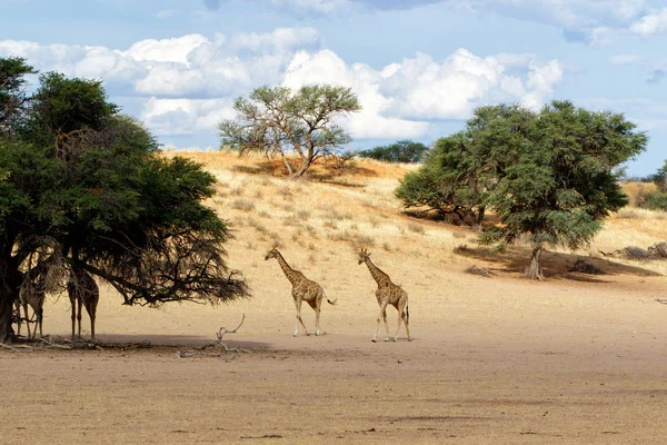 Giraffe Krajině Mračny Kgalagadského Transhraničního Parku Jižní Africe — Stock fotografie