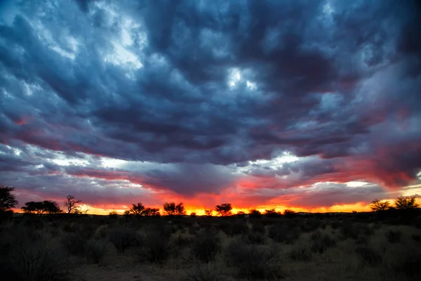 Sunset in a landscape with thunder clouds in the Kgalagadi Transfrontier Park in South Africa