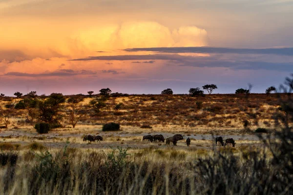 Wildebeest Lanskap Dengan Awan Saat Matahari Terbenam Dari Kgalagadi Transfrontier — Stok Foto