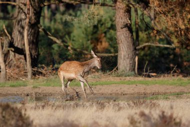 Kırmızı geyik - Hollanda Milli Parkı Hoge Veluwe bir su birikintisi suda oynayan genç buzağılar