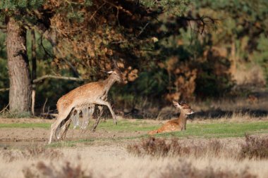 Kırmızı geyik - Hollanda Milli Parkı Hoge Veluwe bir su birikintisi suda oynayan genç buzağılar