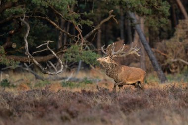 Hollanda'da Milli Park Hoge Veluwe rutting sezonunda kırmızı geyik geyik