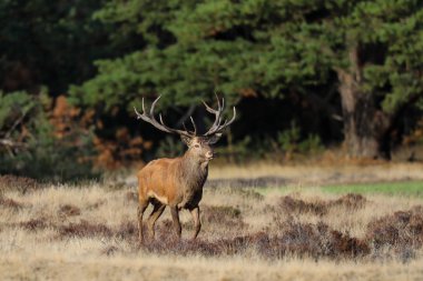 Hollanda'da Milli Park Hoge Veluwe rutting sezonunda kırmızı geyik geyik