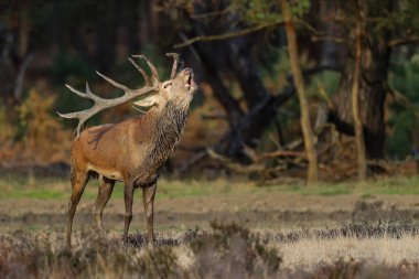 Hollanda'da Milli Park Hoge Veluwe rutting sezonunda kırmızı geyik geyik körükleme