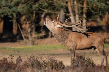 Hollanda'da Milli Park Hoge Veluwe rutting sezonunda kırmızı geyik geyik körükleme