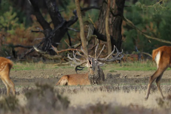 Red Deer Stag Het Verrotting Seizoen Nationaal Park Hoge Veluwe — Stockfoto