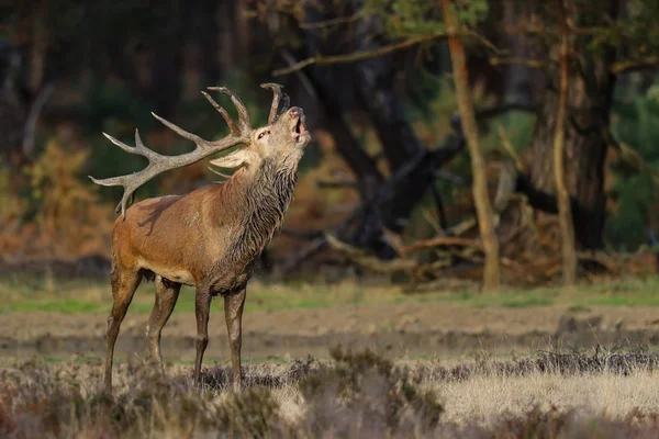 Rudí Jeleni Době Kdy Rušišcích Národním Parku Hoge Veluwe Nizozemsku — Stock fotografie