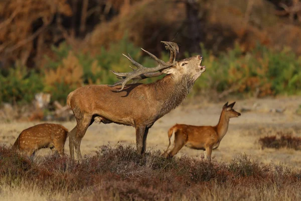 Cervo Rosso Soffiando Nella Stagione Degli Scatti Nel Parco Nazionale — Foto Stock