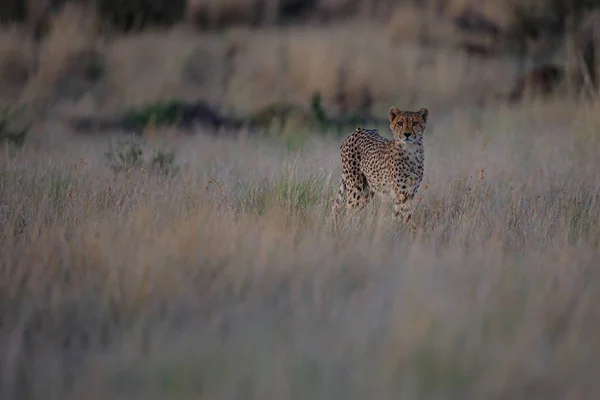 Cheetah Στο Κυνήγι Αργά Απόγευμα Στο Tiger Canyons Ιδιωτικό Παιχνίδι — Φωτογραφία Αρχείου