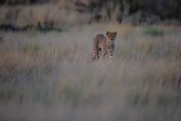 Cheetah Berburu Akhir Sore Tiger Canyons Private Game Reserve Karoo — Stok Foto