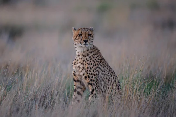 Cheetah Hunt Late Afternoon Tiger Canyons Private Game Reserve Karoo — ストック写真