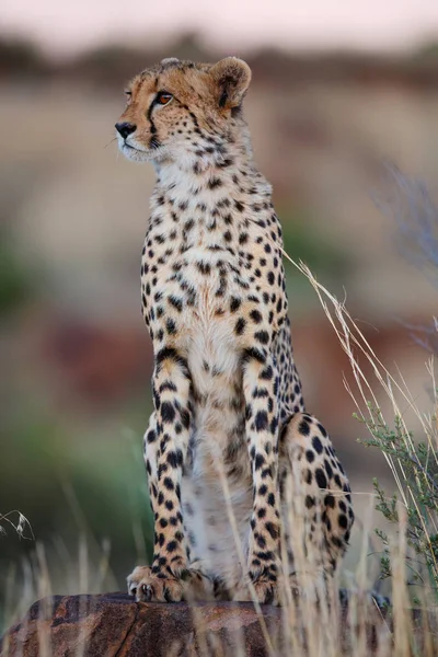 Cheetah Caza Final Tarde Tiger Canyons Private Game Reserve Karoo — Foto de Stock