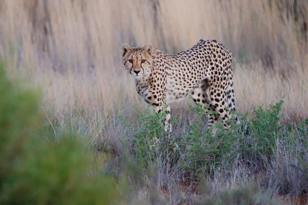 Cheetah Στο Κυνήγι Αργά Απόγευμα Στο Tiger Canyons Ιδιωτικό Παιχνίδι — Φωτογραφία Αρχείου