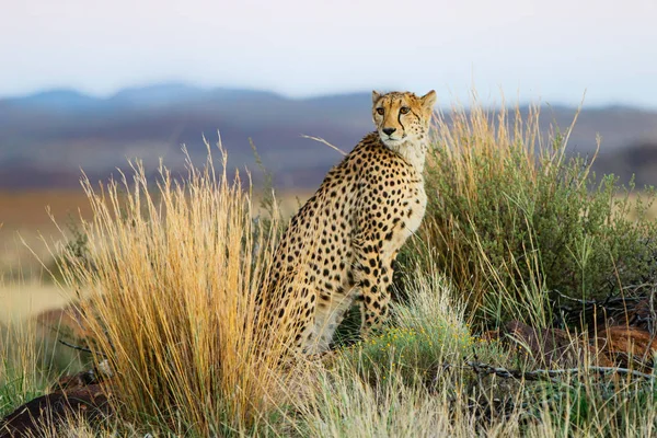 Cheetah Hunt Late Afternoon Tiger Canyons Private Game Reserve Karoo — ストック写真