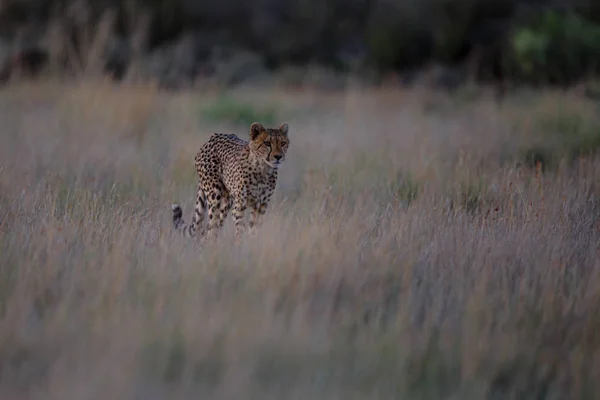 사냥은 오후늦게 남아프리카 공화국 카루에 호랑이우리에서 열리고 — 스톡 사진
