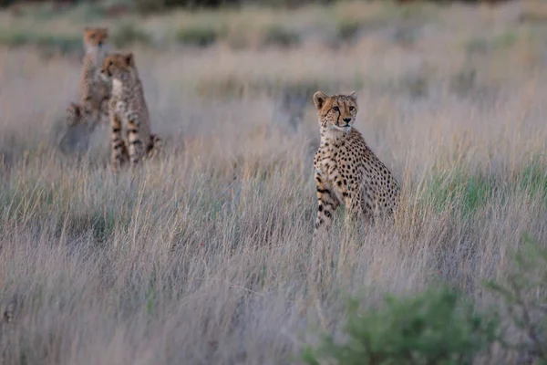 Guépard Chasse Fin Après Midi Dans Réserve Chasse Privée Tiger — Photo