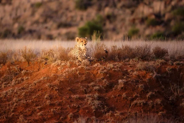 Cheetah Caça Final Tarde Tiger Canyons Private Game Reserve Karoo — Fotografia de Stock
