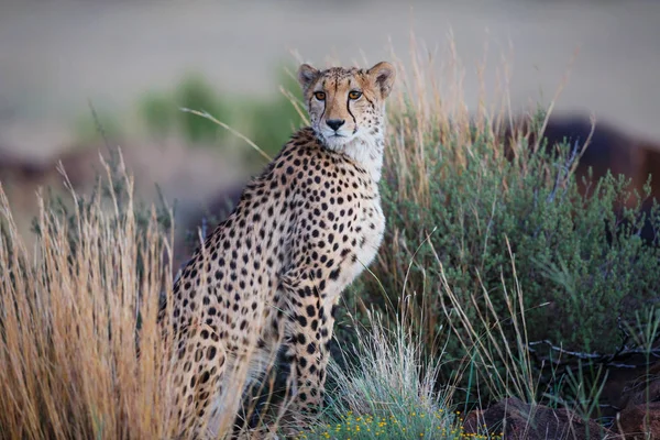 Cheetah Berburu Akhir Sore Tiger Canyons Private Game Reserve Karoo — Stok Foto