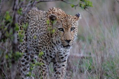 Leopar - yaşlı erkek - Güney Afrika 'nın Büyük Kruger Bölgesi' nde Sabi Kumları Oyun Alanı 'nda avlanıyor.