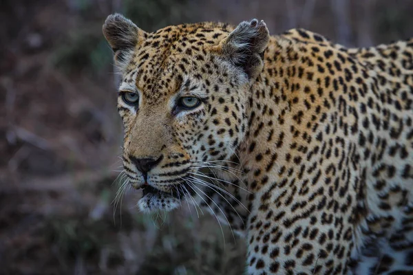 Leopárd Idős Férfi Vadászat Sabi Sands Game Reserve Greater Kruger — Stock Fotó