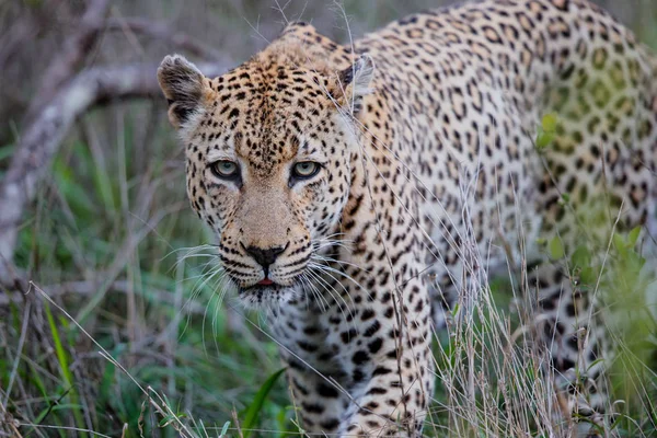 Leopard Old Male Hunt Sabi Sands Game Reserve Greater Kruger — Stock Photo, Image