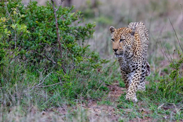 남아프리카 공화국의 크루거 지역에 지역에서 사냥을 — 스톡 사진