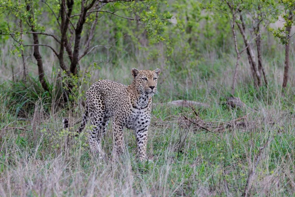 Leopard Пожилой Мужчина Охоте Заповеднике Sabi Sands Регионе Большого Крюгера — стоковое фото