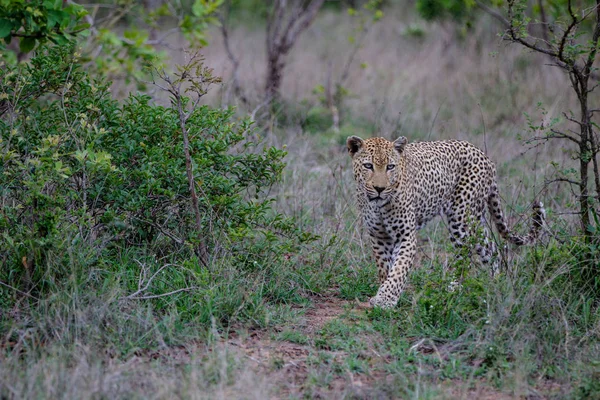 Leopar Yaşlı Erkek Güney Afrika Nın Büyük Kruger Bölgesi Nde — Stok fotoğraf