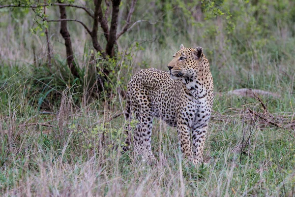 Leopárd Idős Férfi Vadászat Sabi Sands Game Reserve Greater Kruger — Stock Fotó