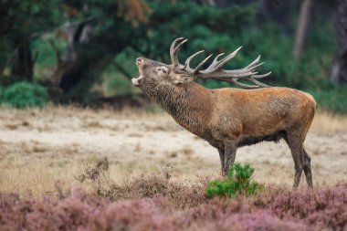 Hollanda'da Milli Park Hoge Veluwe rutting sezonunda kırmızı geyik geyik