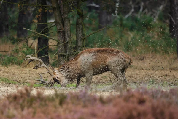 Red Deer Stag Het Verrotting Seizoen Nationaal Park Hoge Veluwe — Stockfoto